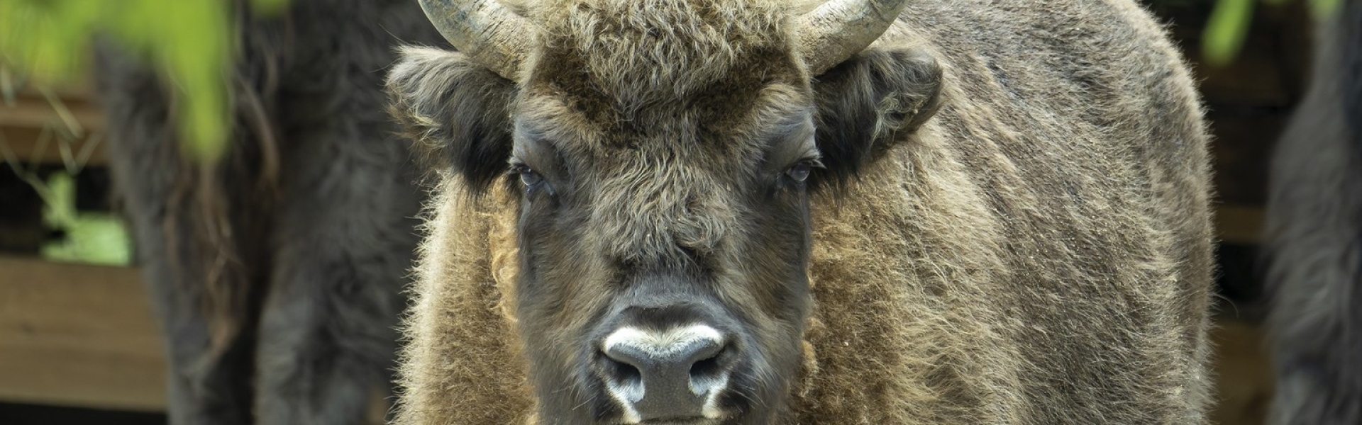 European bison 